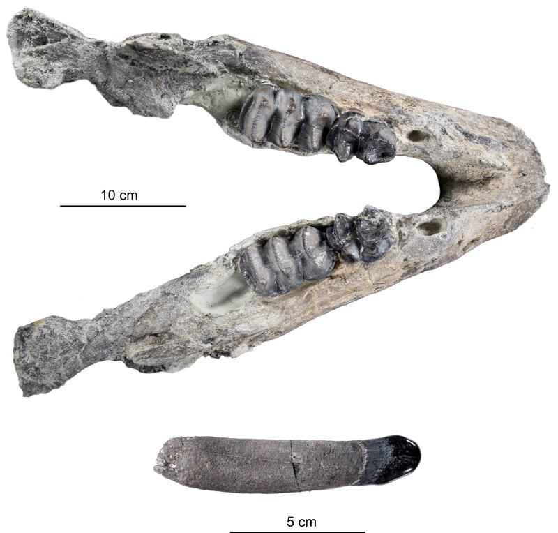 Juvenile mandible of the deinothere Deinotherium levius (above) and lower deciduous tusk (below) from Hammerschmiede. 