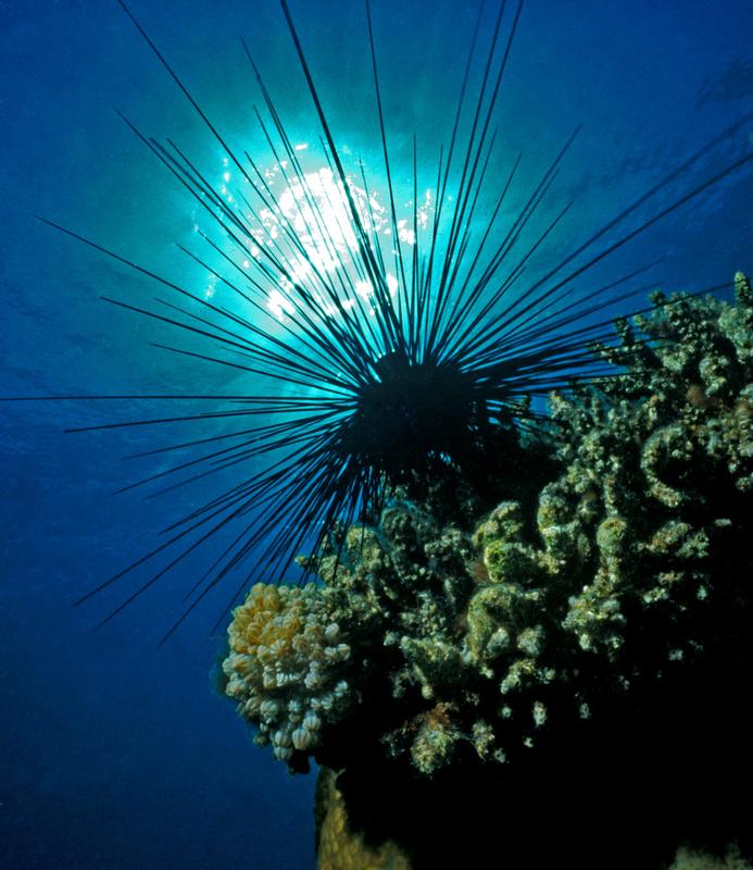 To feed, diadem sea urchins crawl out onto algae-covered surfaces at night, while during the day they sit motionless in hiding places or form clusters on open surfaces