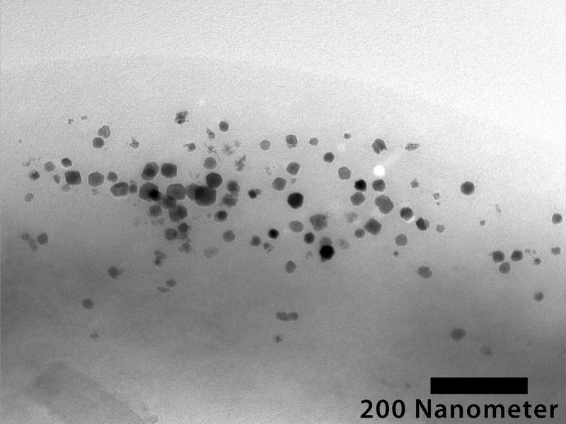 Electron micrograph of magnetic nanoparticles in the cell of a transgenic bacterium of the bacterial species Blastochloris viridis. 