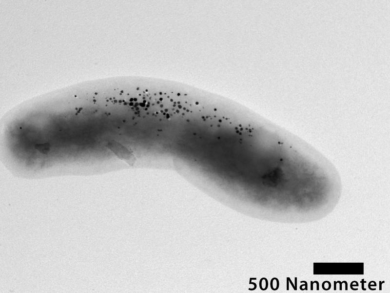 Electron micrograph of a transgenic bacterium of the bacterial species Blastochloris viridis producing magnetic nanoparticles. 