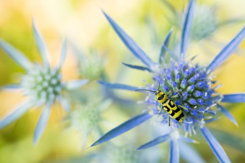 Der Veränderliche Widderbock (Chlorophorus varius) ist eine von über 33.000 Insektenarten in Deutschland. Die Entwicklung der Insektenbiomasse hängt maßgeblich von Witterungsbedingungen ab, wie eine 2023 im Journal „Nature“ veröffentlichte Studie zeigt. 