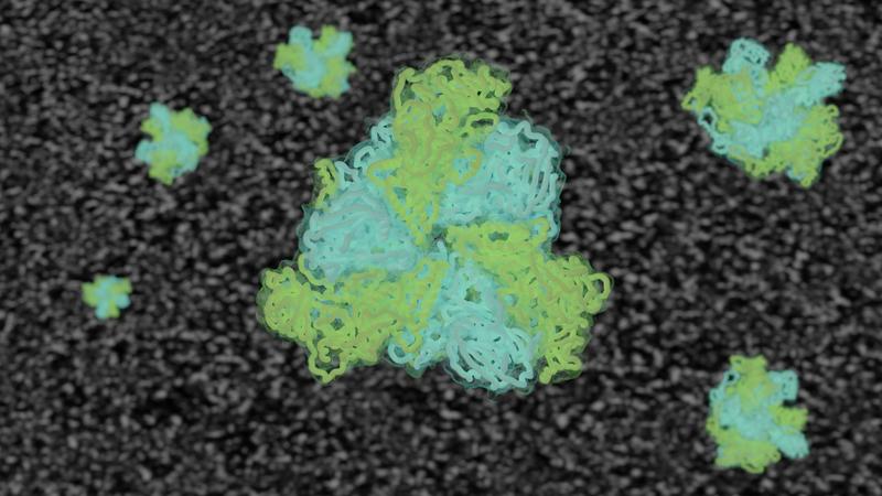 3D Struktur der AAA ATPase Pex1/Pex6 