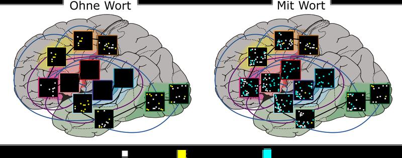 Abstrakte Konzepte im gehirnähnlichen Netzwerk. Das neuronale Netzwerk ist der menschlichen Großhirnrinde nachempfunden. Die Forscher:innen haben Bereiche der Großhirnrinde simuliert, die für Hören (blau) und Artikulation (rot bis pink) relevant sind.