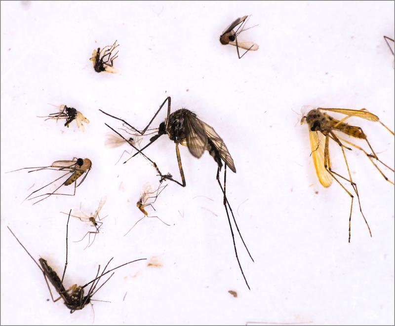 Stechmücken, die die Forscher:innen gefangen, identifiziert und auf Viren untersucht haben. 