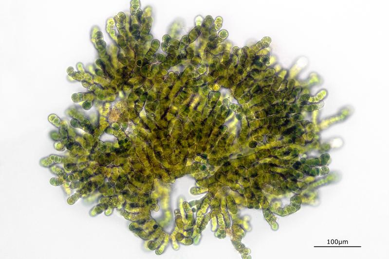 Kolonie von A. hydrillicola