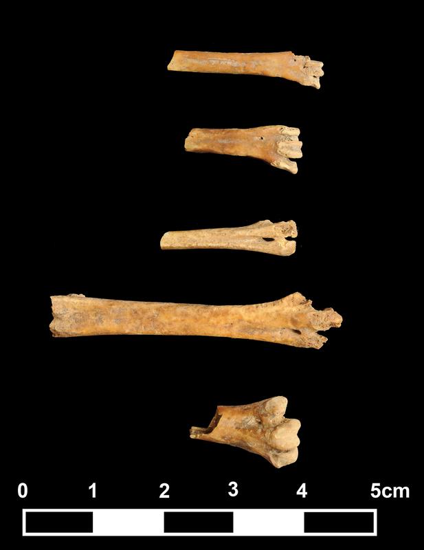 Tarsometatarsi (Laufbeine) von Vögeln aus Göbekli Tepe (von oben nach unten): Dohle (Coloeus monedula), Nebelkrähe (Corvus cornix), kleine Ente (Anas crecca/Spatula querquedula), Chukar-Steinhuhn (Alectoris chukar), mittelgroße Eule (Asio sp.).