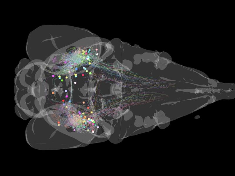 Nervenzellen, die beim Zebrafisch normalerweise Signale von der Netzhaut verarbeiten entwickeln sich auch ohne diesen Input normal. Überraschenderweise können diese Zellen sogar visuell geprägtes Verhalten steuern, wenn sie künstlich aktiviert werden.