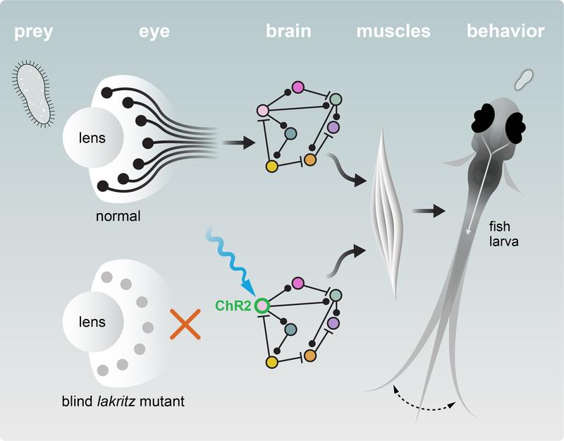 Wenn Zebrafische Beute erblicken, senden ihre Augen die Informationen über retinale Ganglienzellen (schwarz) an spezialisierte Gehirnnetzwerke. Diese Netzwerke entwickeln sich bei jungen Zebrafischen aber auch ohne Stimulation durch die Augen.