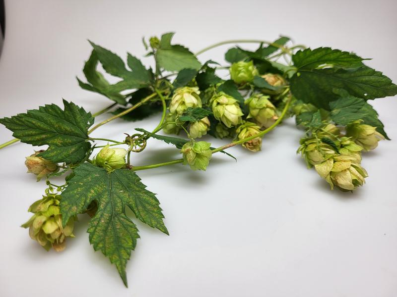 Echter Hopfen