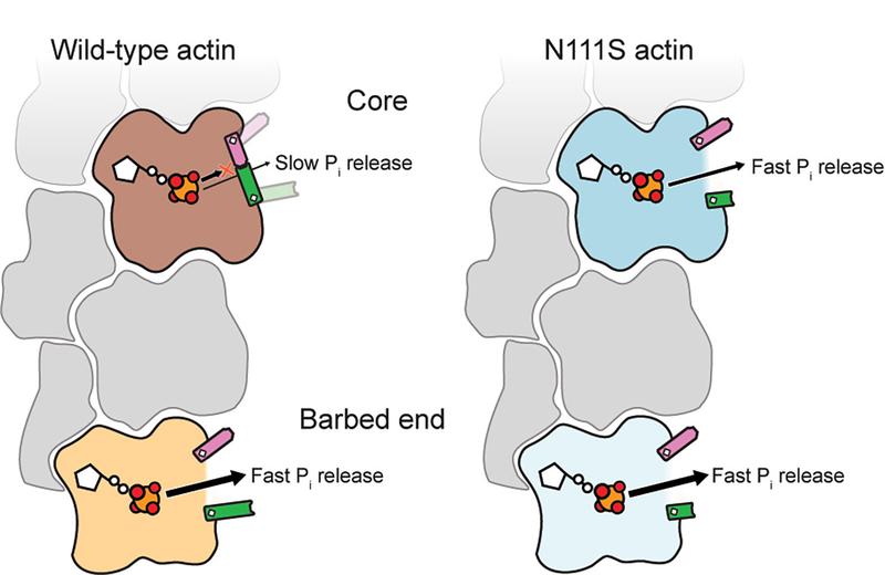 Model showing the release of phosphate in different parts of the actin filament. Actin in the core of the filament has a closed door while the back door at the end of the filament is open. A mutation opens the door in the core. 