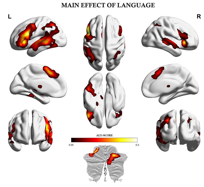 Representation of the language network in the human brain based on the findings of 403 studies.