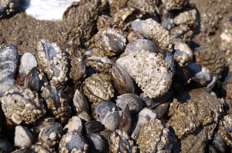 Nahaufnahme von mit Seepocken überwachsenen Miesmuscheln.