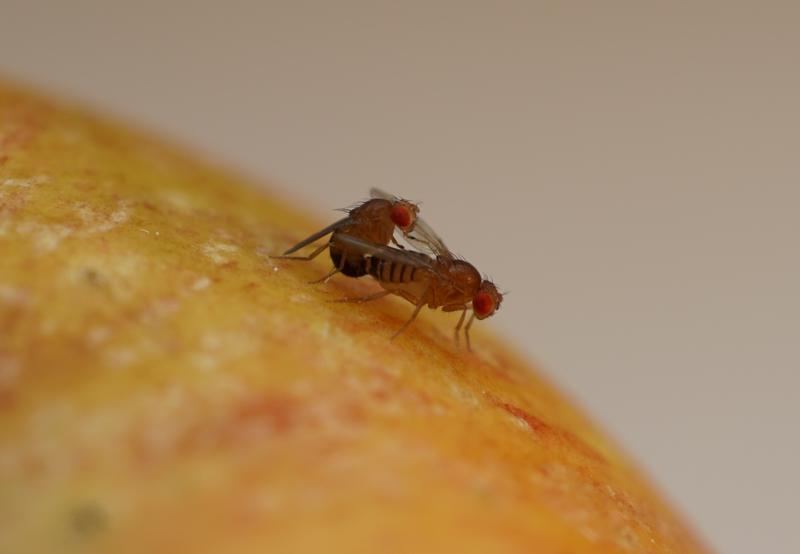 Drosophila melanogaster ist ein gängiger Modellorganismus zur Untersuchung von sexueller Selektion und Evolution. 