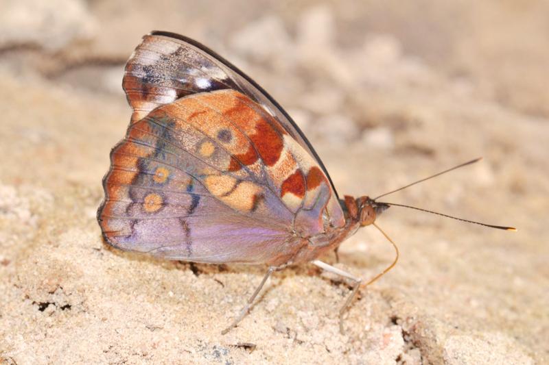Schmetterlinge der Gruppe Eunica weisen eine große Variation in Anzahl und Größe der Augenflecken auf der Unterseite ihrer Flügel auf. Hier ein Exemplar von Eunica mygdonia aus Alta Floresta, Mato Grosso, Brasilien.