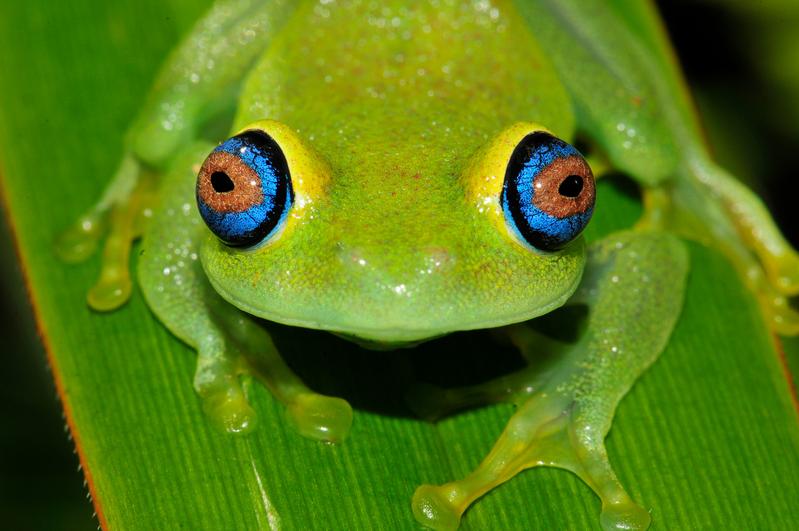 Boophis viridis ("Least Conern") ist eine von rund 100 Froscharten, die in den Regenwäldern um den Ort Andasibe im Osten Madagaskars leben, was diese Region zu einem weltweit bedeutenden Hotspot für die Amphibienvielfalt macht.