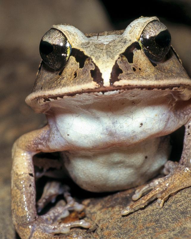 Der Gefährdungsstatus von Aglyptodactylus laticeps hat sich von "Endangered" auf "Vulnerable" verbessert.