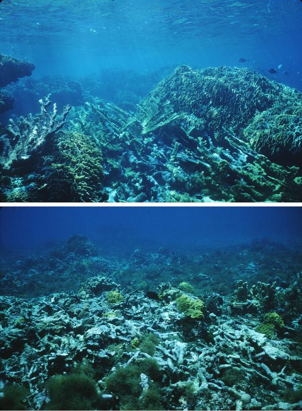 Top: Coral reef margin in Belize with living branched Acropora and platy Millepora corals, which are both competitive and fast-growing. Bottom: Broken branches of dead Acropora corals overgrown by weedy, fertile hill and finger corals and fleshy algae.