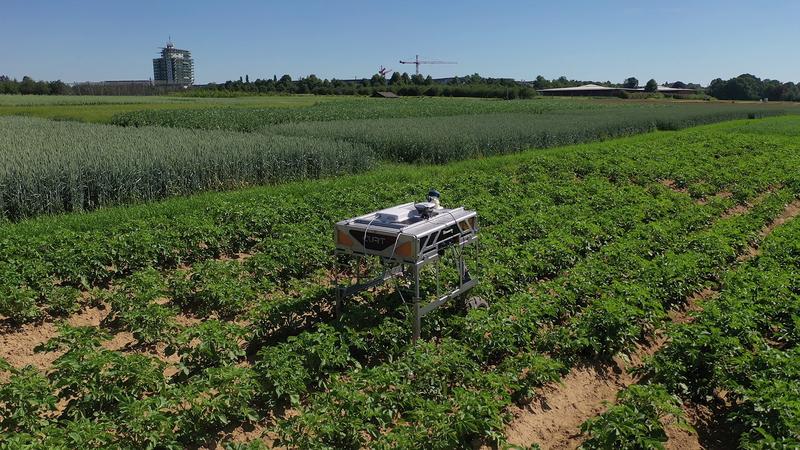 The large robot CURTdiff can autonomously recognize and move along rows of crops, for example. In this way, it could potentially be used for weed control in future.
