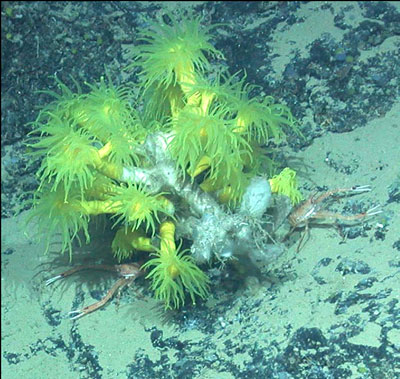 Die Gelbe Baumkoralle Dendrophyllia cornigera wird von zwei Krebsen bewacht.