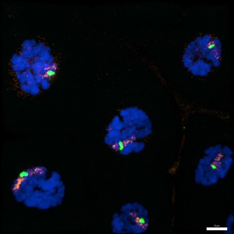 Cell nucleus of Anopheles cells: The DNA is colored blue. SOA were verified in orange coloration and the X-chromosomal transcription side in green.