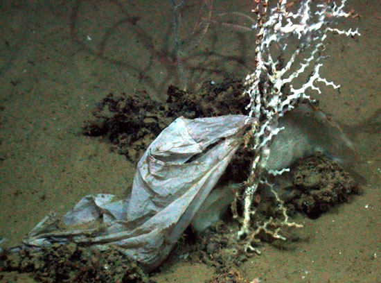 Müll in der Tiefsee: Die Plastiktüte hat sich um eine Koralle gewickelt.