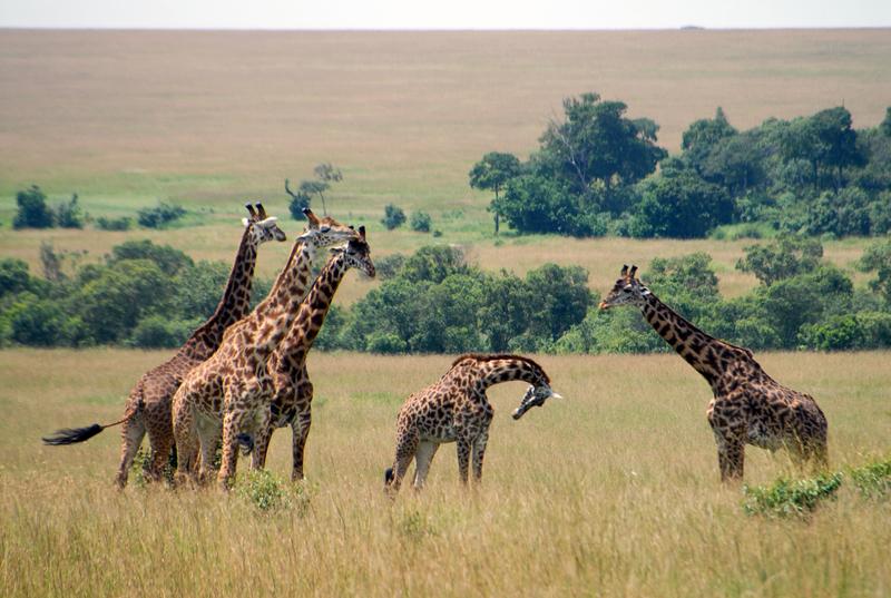 Are the slight differences in coat pattern between giraffes, in this case Masai giraffes in Kenya, due to adaptation, or are they irrelevant for their survival chances? A new literature review aims to contribute to a constructive debate.