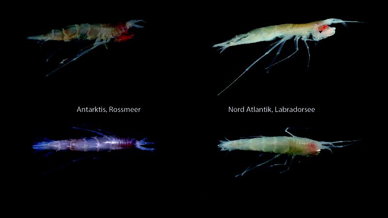 Fotos von Rhachotropis abyssalis im Vergleich: von mehr als 3 km Tiefe aus dem Rossmeer und dem Nordatlantik direkt an Bord aufgenommen