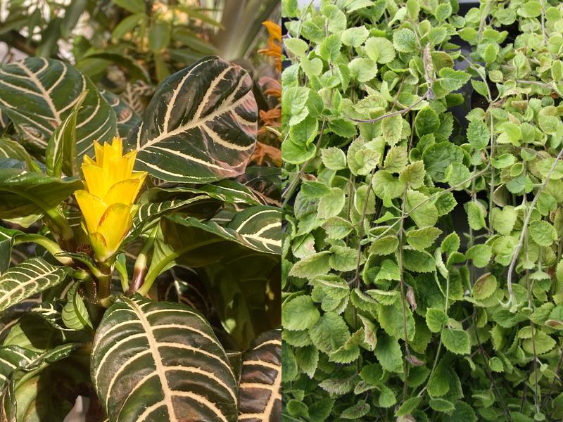 Zebra plant Aphelandra squarrosa and golden dead-nettle Lamium galeobdolon