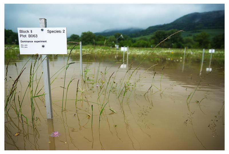 Ein Hochwasser hat 2013 das Jena Experiment überflutet. Die Widerstandsfähigkeit artenreicher und artenarmer Ökosysteme gegen solche Extremereignisse soll in den kommenden vier Jahren genauer untersucht werden