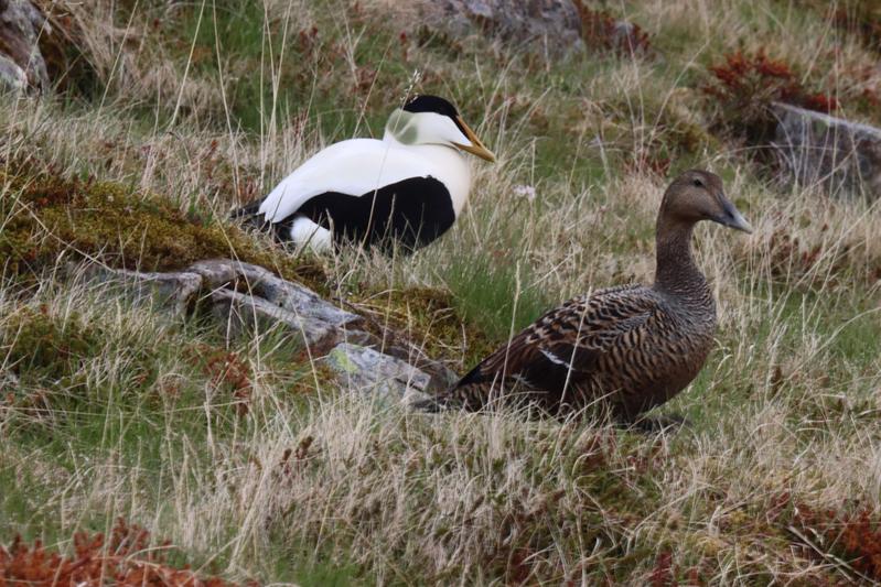 Die Eiderenten auf Island sind durch den invasiven Amerikanischen Nerz stark bedroht. Hier sind ein Männchen und ein Weibchen zu sehen. 