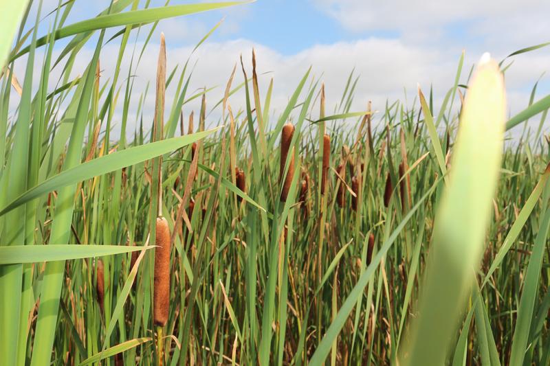 Rohrkolben (Typha) ist eine typische Pflanze der Niedermoore. Die Nachwuchsgruppen erforschen das Potenzial von Typha als Substratausgangsstoff für torffreie Erden.