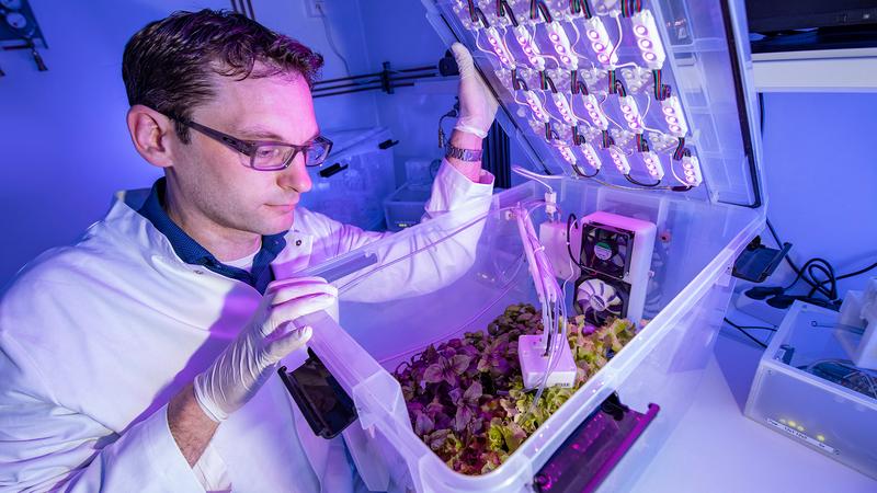Prof. Dr. Stefan Streif, Inhaber der Professur Regelungstechnik und Systemdynamik, kontrolliert im Speziallabor für vernetzte Agrarsysteme an der TU Chemnitz die Bewässerung, das Beleuchtungsspektrum und die Belüftung einer hydroponischen Pflanzenkultur. 
