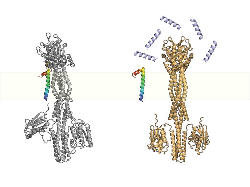 3D-Proteinstrukturen der inaktiven (silberfarben) und aktivierten (goldfarben) Sensorkinase PhoQ sowie des kleinen Proteins MgrB (farbig; violett: AMP).