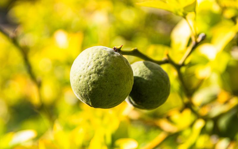 Im Botanischen Garten der HHU finden sich Früchte an allen Orten, hier die Bitterorangen (Poncirus trifoliata). 
