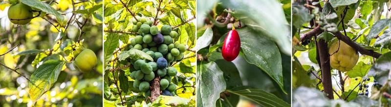 Früchte in den Außenanlagen (v.l.): Kakibaum (Diospyros kaki); Davidson-Pflaume (Davidsonia pruriens); Kornelkirsche (Cornus mas); Quitte (Cydonia oblonga). 