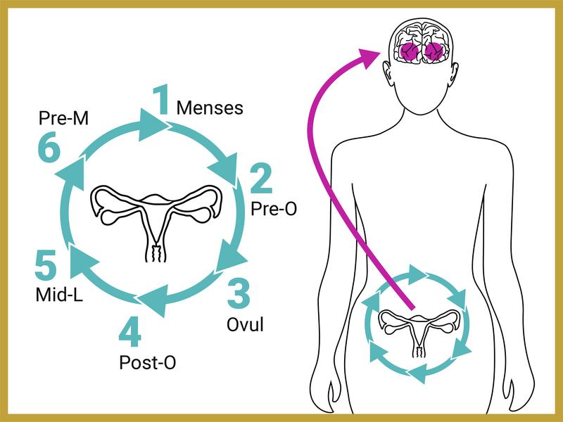 Die Forscherinnen haben das Gehirn der Frauen nicht nur zu einem bestimmten Zeitpunkt untersucht, sondern an sechs verschiedenen Zeitpunkten während des Menstruationszyklus.