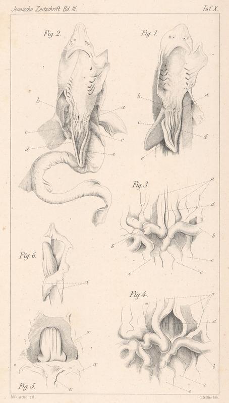 Zeichnungen eines sezierten Hais von Miklucho-Maclay, Fig. 6 zeigt die betreffende Ausstülpung, die er für das Rudiment einer Schwimmblase hielt („b“ in Abb. 1-2)