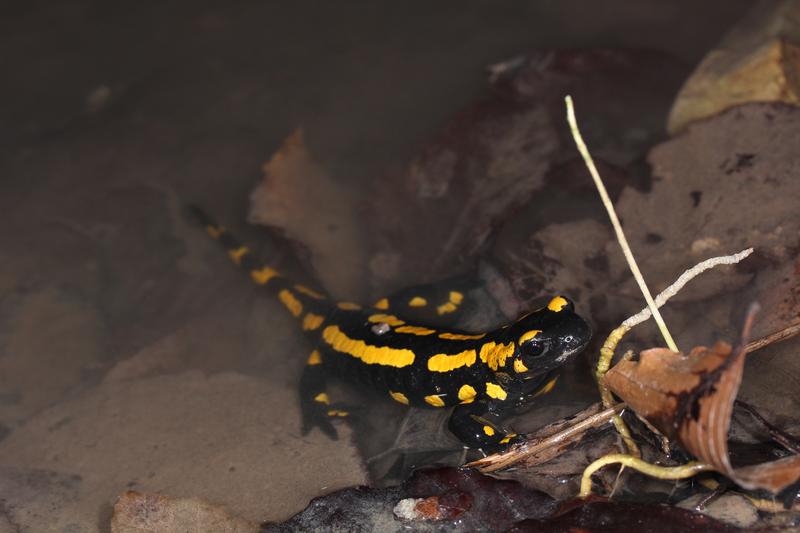 Ein Feuersalamander kommt aus dem Wasser