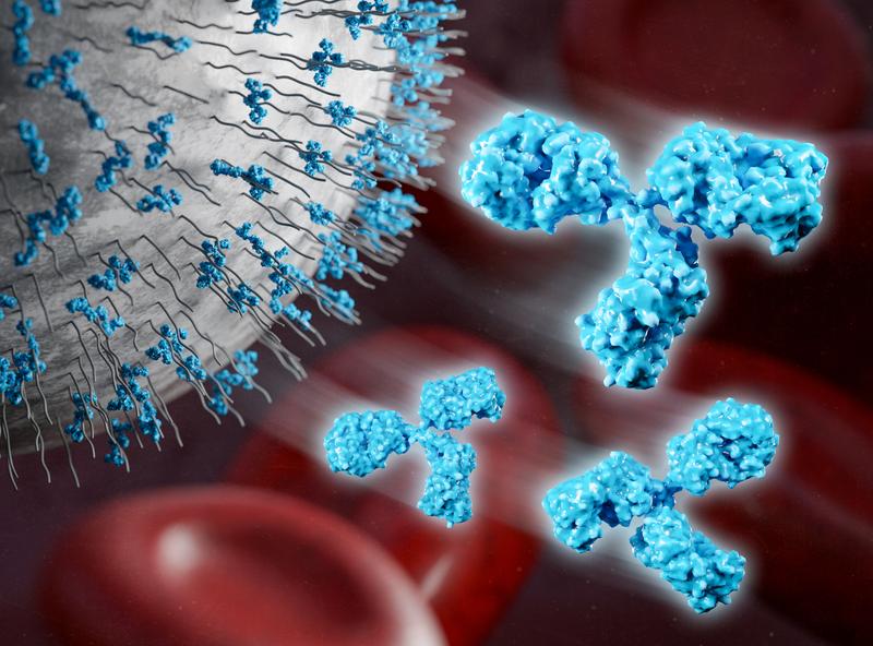 Anti-PEG antibodies circulate in the blood of many people and bind to PEGylated nanocarriers