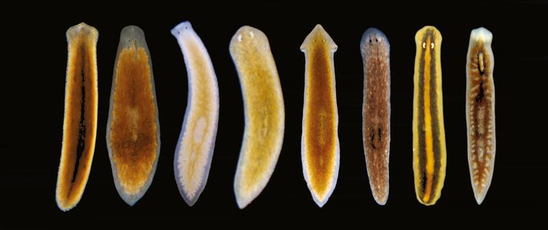 Planarian species, as pictured here, differ significantly in their ability to regrow body parts. Among other things, this could be related to the species’ reproductive system. 