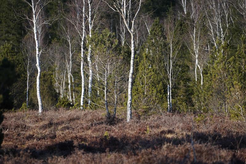 Moorwald mit Birken und Spirken bei Murnau