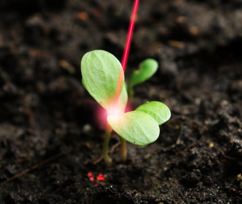 An alternative to chemical pesticides: Laser technology enables precise and selective weed control. 