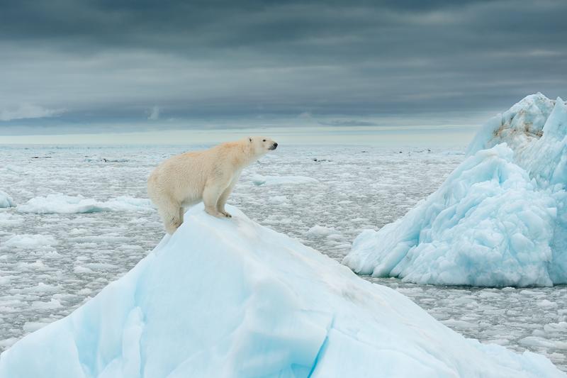 Der WWF will die weltweite Naturzerstörung stoppen und eine Zukunft gestalten, in der Mensch und Natur in Einklang miteinander leben. Eisbär