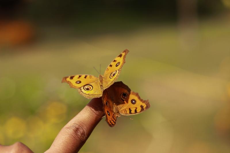Junonia almana, ein Schmetterling aus der Familie der Edelfalter, der vor allem in Südasien vorkommt. Das Foto wurde in einem Park in Dhaka, der Hauptstadt Bangladeschs, aufgenommen