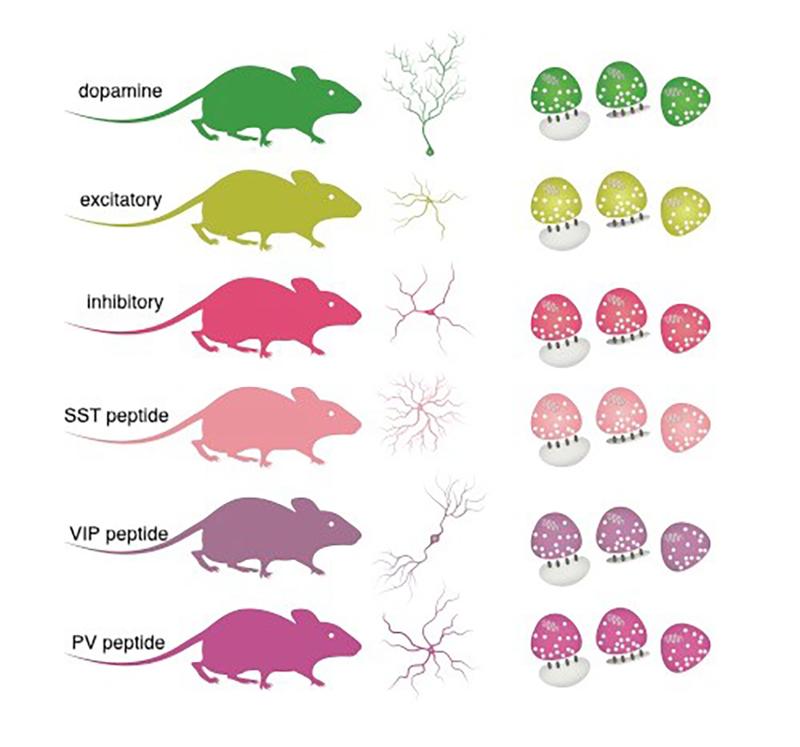 Van Oostrum et al. verwendeten genetisch veränderte Mäuse, bei denen die verschiedenen Zelltypen fluoreszenzmarkierte Synapsen aufwiesen, die gereinigt werden konnten.
