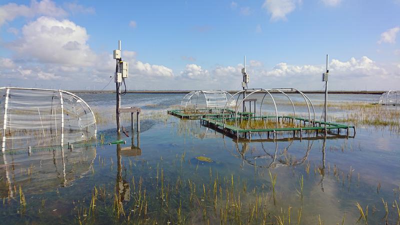 Aufbau des Experiments „Marsh Ecosystem Response to Increased Temperatures“ (MERIT) in den Salzmarschen des Wattenmeeres an der deutschen Nordseeküste.