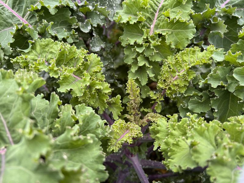 	  	  Grünkohlsorten mit krausen Blättern produzieren bei niedrigen Temperaturen mehr Senfölglycoside. 