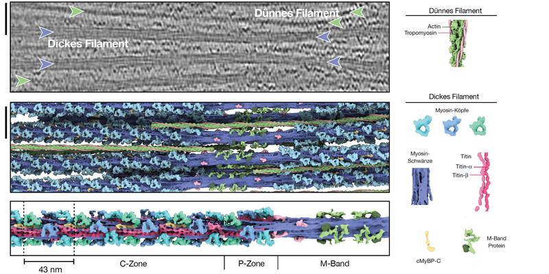 Struktur der dicken Filamente in einem entspannten Herzsarkomer. Dünne Filamente sind mit einem grünen und dicke Filamente mit einem violetten Pfeil markiert. Oberes Bild zeigt tomographischen Schnitt. Mittleres und unteres Bild zeigen Rekonstruktionen.