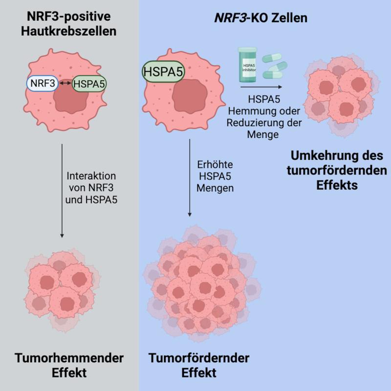 NRF3 wirkt als ein tumorhemmendes Protein in der Haut, indem es mit HSPA5 interagiert. Mit BioRender.com kreiert.