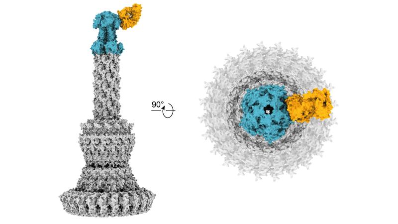 Cryo-electron microscopic reconstruction of the antigen binding region of a human antibody (yellow) to the needle tip complex (blue) of the type III secretion system of P. aeruginosa. Antibody binding results in the inhibition of the secretion syst